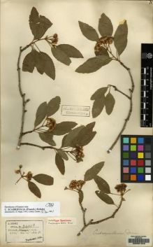 Type specimen at Edinburgh (E). Henry, Caroline: 9426B. Barcode: E00091349.