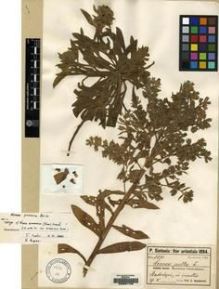Type specimen at Edinburgh (E). Sintenis, Paul: 5570. Barcode: E00091748.