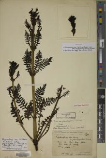 Type specimen at Edinburgh (E). Bodinier, Emile: 1594. Barcode: E00091775.