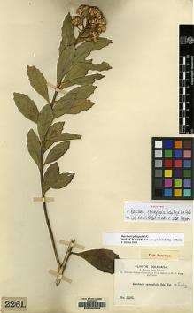 Type specimen at Edinburgh (E). Bang, Miguel: 2261. Barcode: E00092045.