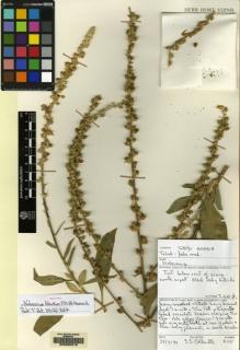 Type specimen at Edinburgh (E). Collenette, Iris: 9115. Barcode: E00092215.