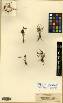 Type specimen at Edinburgh (E). Suksdorf, Wilhelm: 5725. Barcode: E00092459.