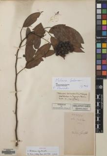 Type specimen at Edinburgh (E). Léveillé, Augustin: 3971. Barcode: E00092504.
