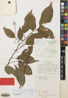 Type specimen at Edinburgh (E). Foreman, Donald; Vinas, N.: LAE60222. Barcode: E00092572.