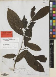 Type specimen at Edinburgh (E). Cuming, Hugh: 525. Barcode: E00092573.