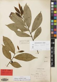 Type specimen at Edinburgh (E). Kerr, Arthur: 1837. Barcode: E00092598.