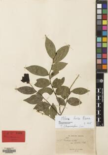 Type specimen at Edinburgh (E). Kerr, Arthur: 8630. Barcode: E00092602.