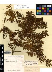 Type specimen at Edinburgh (E). Forrest, George: 12087. Barcode: E00094151.