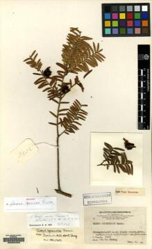 Type specimen at Edinburgh (E). Tsiang, Ying: 7525. Barcode: E00094200.