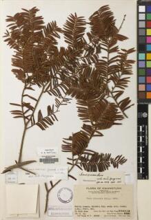 Type specimen at Edinburgh (E). Ts'ang, Wai: 20694. Barcode: E00094209.