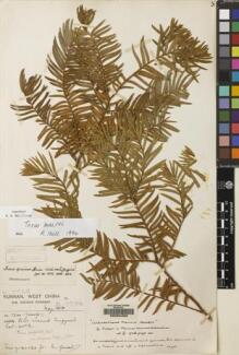 Type specimen at Edinburgh (E). Forrest, George: 7798. Barcode: E00094266.