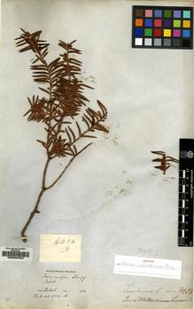 Type specimen at Edinburgh (E). Wallich, Nathaniel: 6054. Barcode: E00094303.