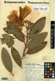 Type specimen at Edinburgh (E). Forrest, George: 26440. Barcode: E00094967.