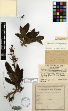 Type specimen at Edinburgh (E). Esquirol, Joseph: 101. Barcode: E00095246.