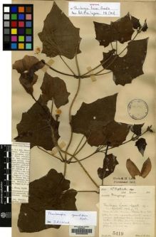 Type specimen at Edinburgh (E). Lace, John: 5419. Barcode: E00095250.