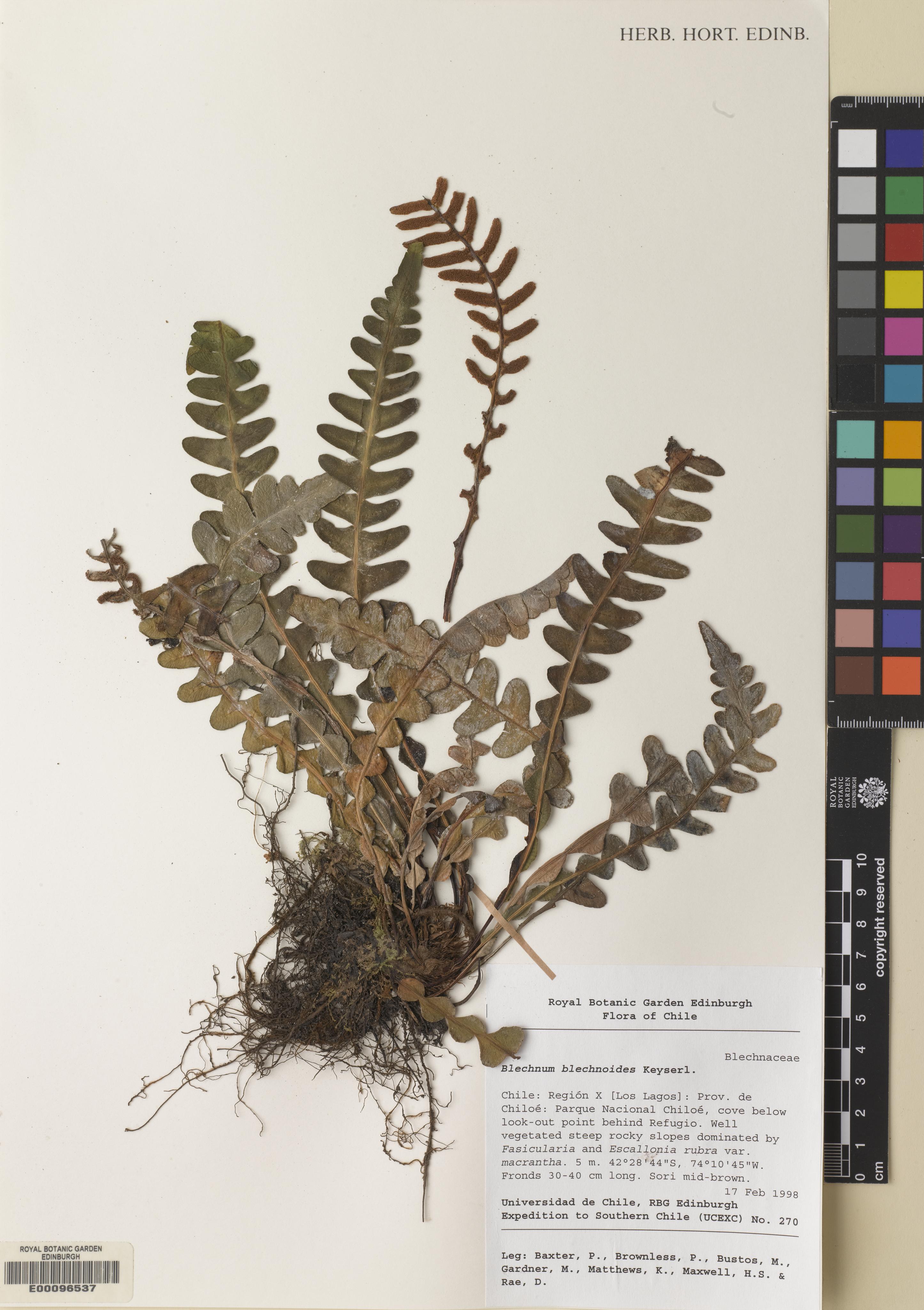 Austroblechnum leyboldtianum photograph 2