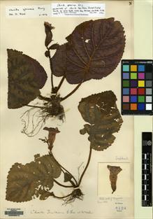 Type specimen at Edinburgh (E). Forrest, George: 8124. Barcode: E00096812.