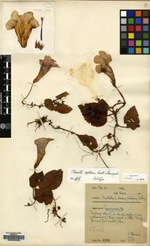 Type specimen at Edinburgh (E). Farrer, Reginald: 1526. Barcode: E00096838.