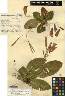 Type specimen at Edinburgh (E). Forrest, George: 17552. Barcode: E00096870.