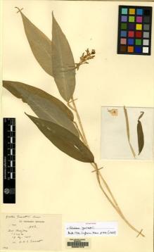 Type specimen at Edinburgh (E). Garrett, H.: 983. Barcode: E00097472.