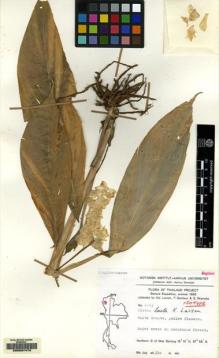 Type specimen at Edinburgh (E). Larsen, K.; Santisuk, T. & Warncke, E.: 2243. Barcode: E00097479.