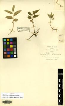 Type specimen at Edinburgh (E). Kerr, Arthur: 1291. Barcode: E00097486.