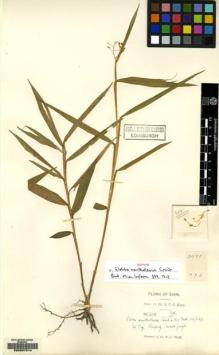 Type specimen at Edinburgh (E). Kerr, Arthur: 2031. Barcode: E00097514.