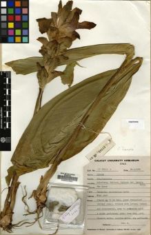 Type specimen at Edinburgh (E). Sabu, M.: CU 39113 C. Barcode: E00097581.