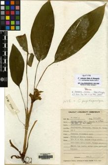 Type specimen at Edinburgh (E). Sabu, M.: CU 37343-B. Barcode: E00097612.