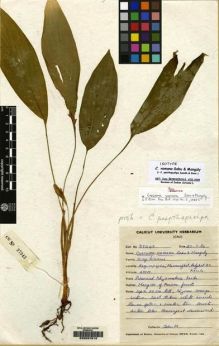 Type specimen at Edinburgh (E). Sabu, M.: CU 37343. Barcode: E00097613.