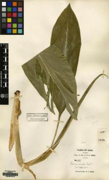 Type specimen at Edinburgh (E). Kerr, Arthur: 1155. Barcode: E00097813.