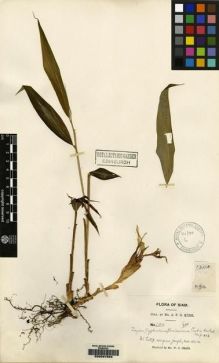 Type specimen at Edinburgh (E). Kerr, Arthur: 1311A. Barcode: E00097856.