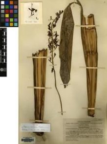 Type specimen at Edinburgh (E). McClure, Floyd: 8963. Barcode: E00097906.