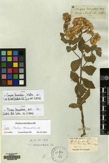 Type specimen at Edinburgh (E). Wight, Robert: 1441. Barcode: E00098188.