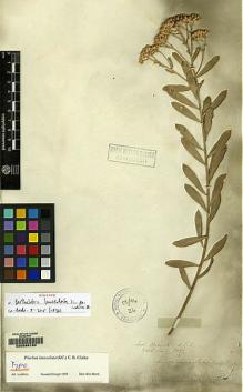 Type specimen at Edinburgh (E). Wallich, Nathaniel: 2991/101. Barcode: E00098190.