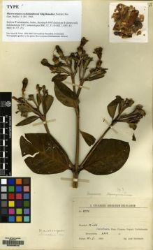 Type specimen at Edinburgh (E). Steinbach, José: 8992. Barcode: E00098548.