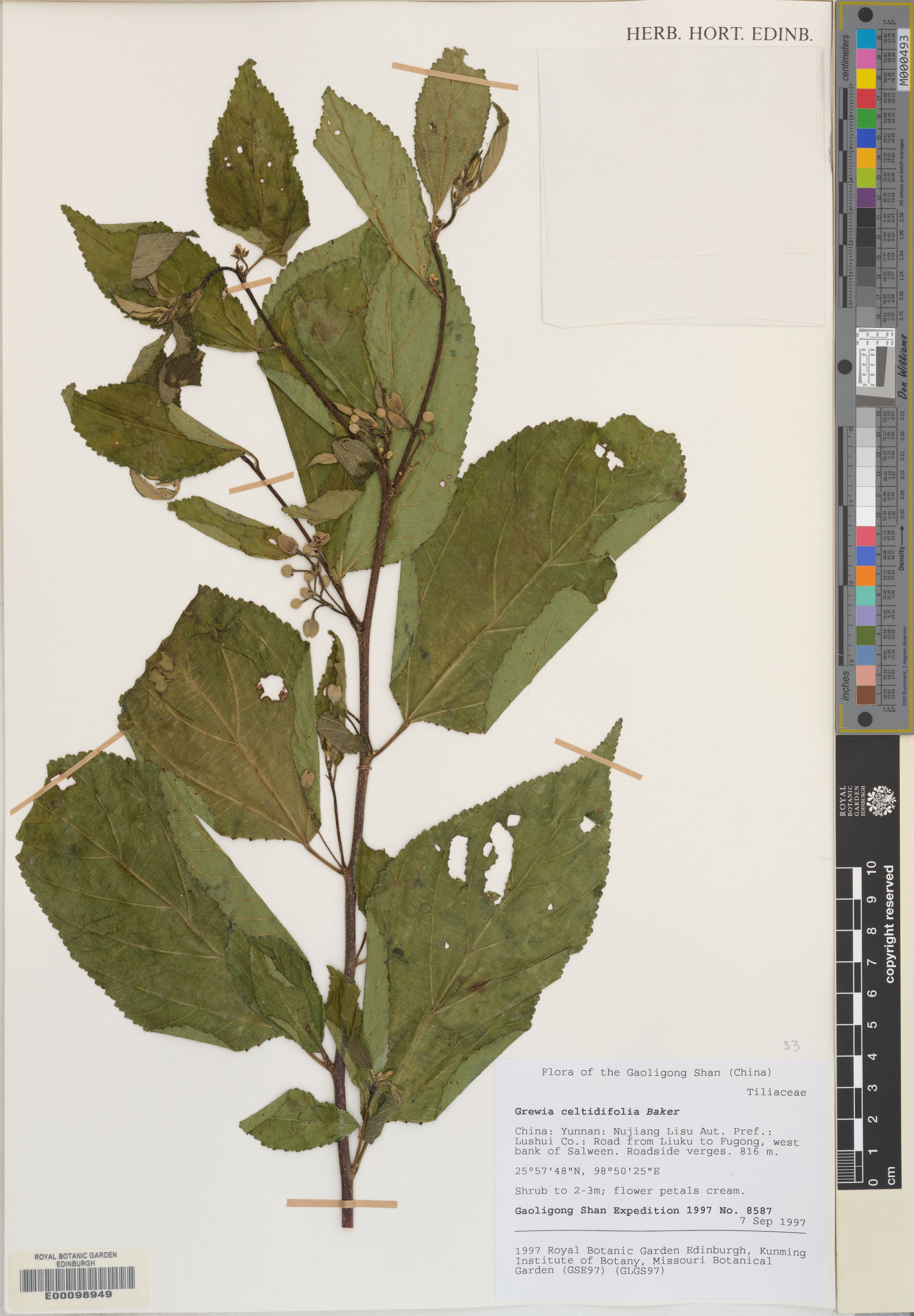 Grewia baronii (Grewia baronii)