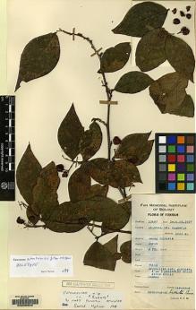Type specimen at Edinburgh (E). Yu, Tse-tsun: 10497. Barcode: E00099540.