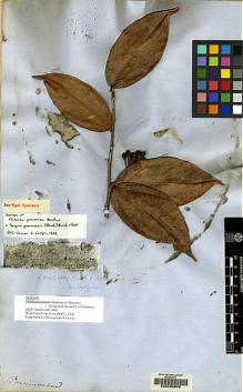 Type specimen at Edinburgh (E). Spruce, Richard: 2704. Barcode: E00099802.