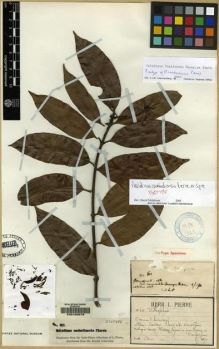 Type specimen at Edinburgh (E). Pierre, Jean: 611. Barcode: E00100079.
