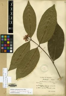 Type specimen at Edinburgh (E). Lace, John: 4760. Barcode: E00100103.