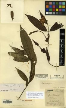 Type specimen at Edinburgh (E). Esquirol, Joseph: 750. Barcode: E00100145.