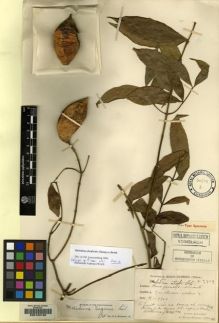 Type specimen at Edinburgh (E). Cavalerie, Pierre: 3802. Barcode: E00100160.