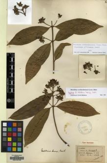 Type specimen at Edinburgh (E). Henry, Caroline: 11944A. Barcode: E00100162.