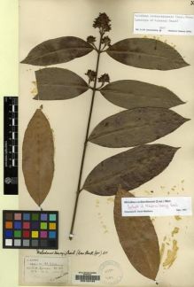 Type specimen at Edinburgh (E). Henry, Caroline: 11944. Barcode: E00100163.