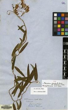 Type specimen at Edinburgh (E). Cuming, Hugh: 345. Barcode: E00100554.