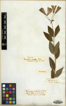 Type specimen at Edinburgh (E). Mathews, Andrew: 786. Barcode: E00100596.