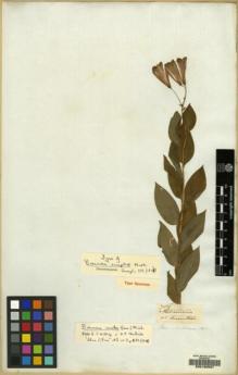 Type specimen at Edinburgh (E). Mathews, Andrew: 786. Barcode: E00100597.