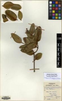 Type specimen at Edinburgh (E). MacKee, Hugh: 4826. Barcode: E00102841.