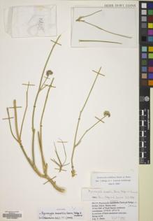 Type specimen at Edinburgh (E). Danin, Avinoam: 981101. Barcode: E00102991.